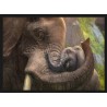 Topný obraz - Sloní objetí