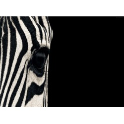infrapanel - Zebra ve tmě