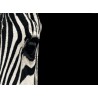 Topný obraz - Zebra ve tmě