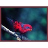 Topný obraz - Červený ptáček